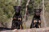 JAGDTERRIER ALLEMAND 095